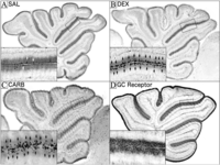 Cells 03 00036 g001 200