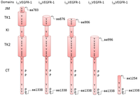 Cells 03 00092 g002 200