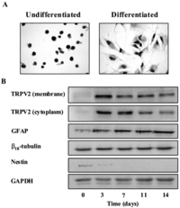 Cells 03 00112 g001 200