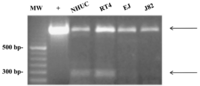 Cells 03 00112 g002 200