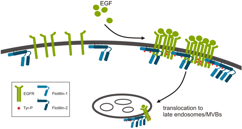 Cells 03 00129 g001 1024