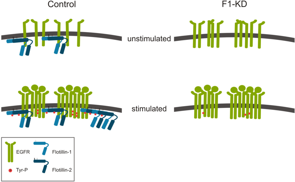 Cells 03 00129 g002 1024