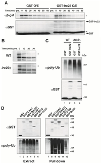 Cells 03 00180 g003 200
