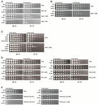 Cells 03 00180 g004 200