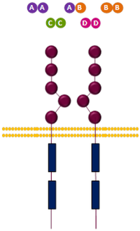 Cells 03 00199 g002 200