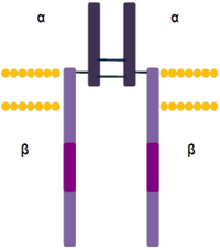 Cells 03 00199 g003 200