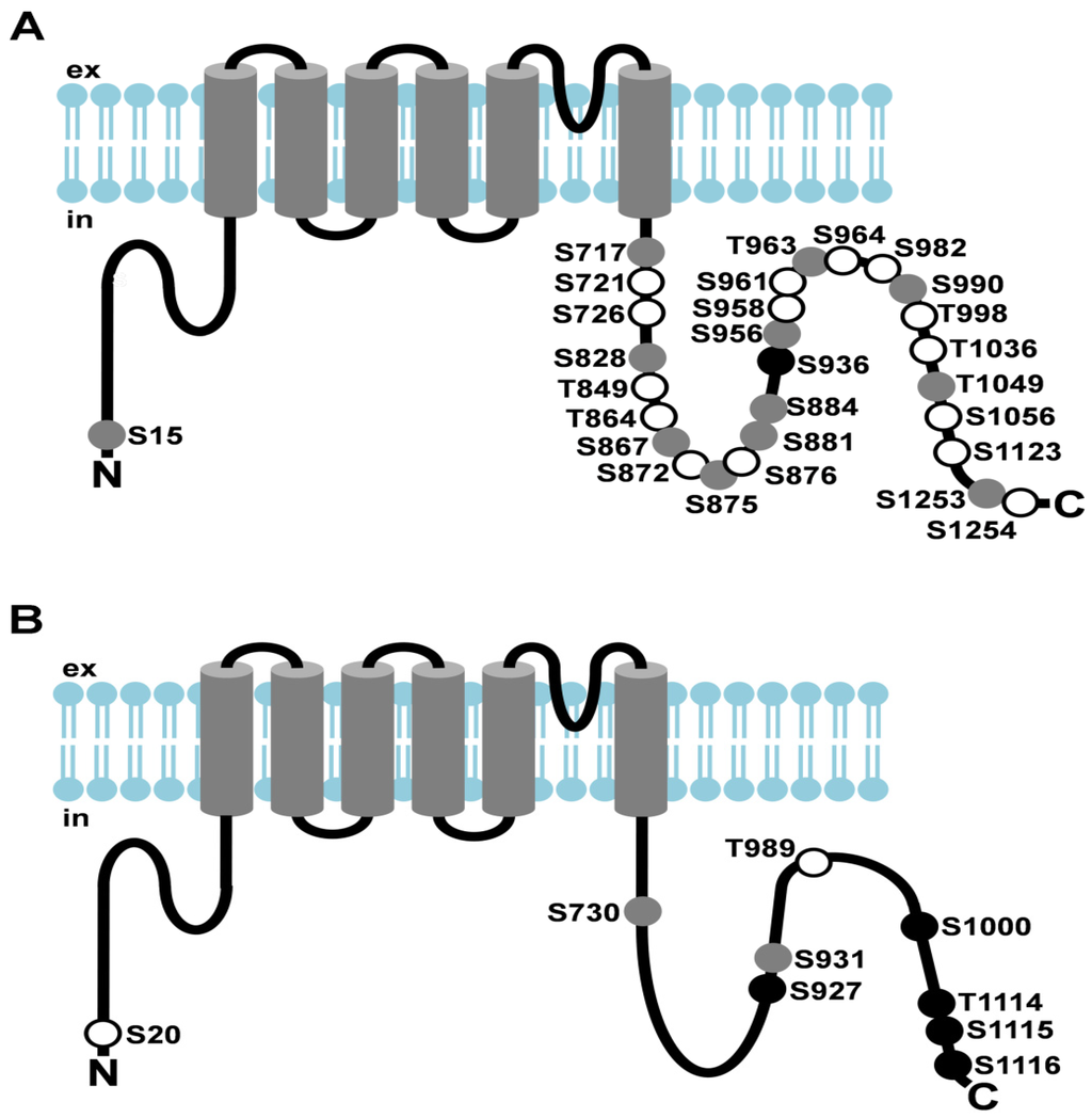 Cells 03 00258 g002 1024