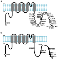 Cells 03 00258 g002 200