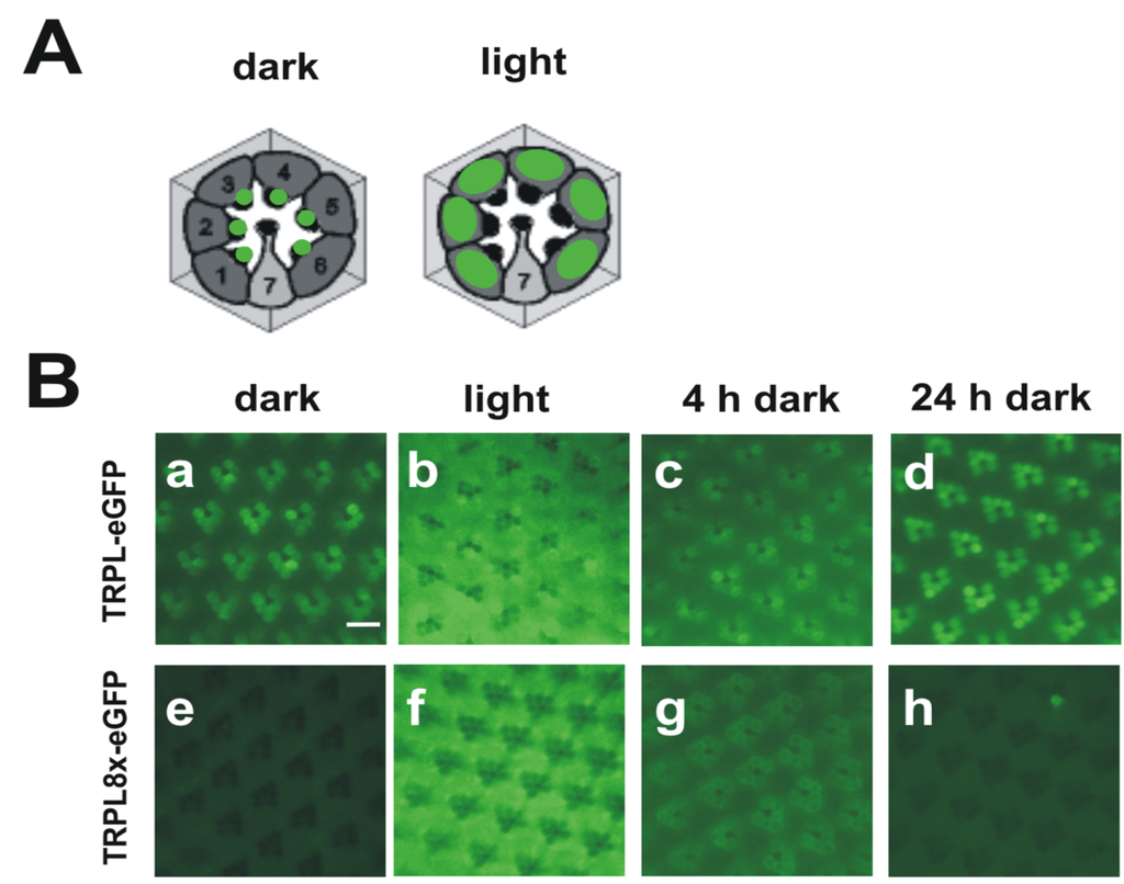 Cells 03 00258 g003 1024