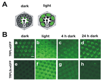 Cells 03 00258 g003 200