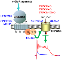 Cells 03 00288 g002 200