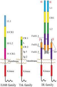 Cells 03 00304 g001 200