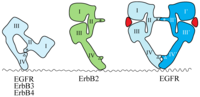 Cells 03 00304 g002 200