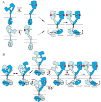 Cells 03 00304 g003 200