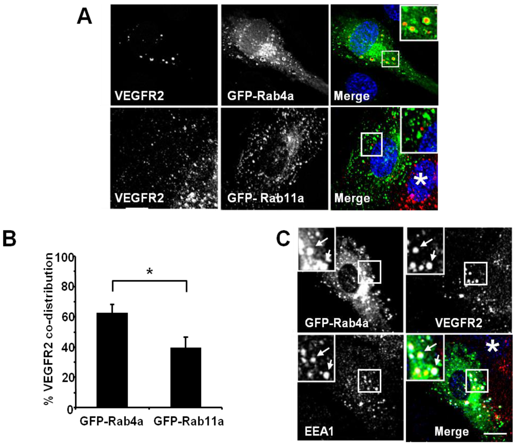 Cells 03 00363 g002 1024