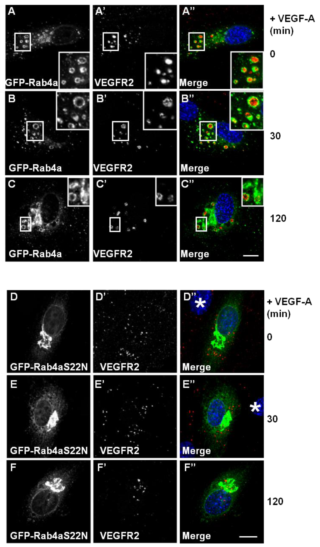 Cells 03 00363 g003 1024