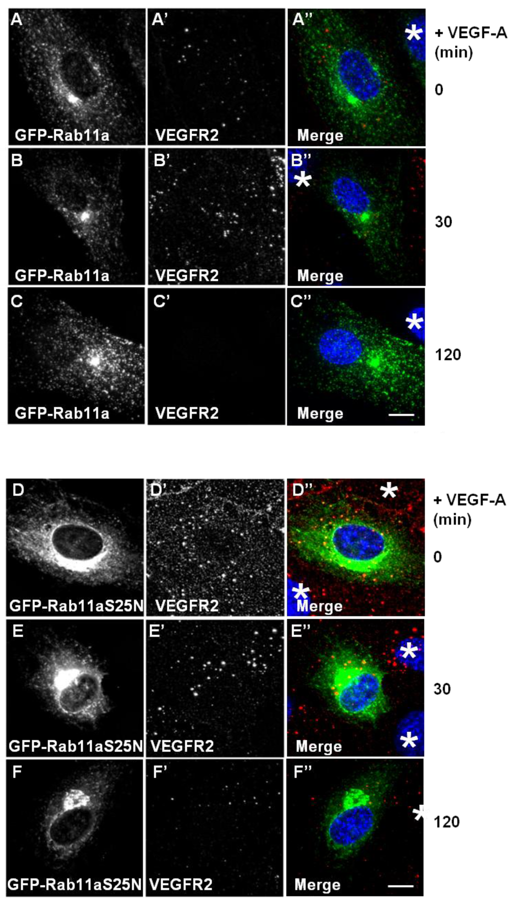 Cells 03 00363 g004 1024