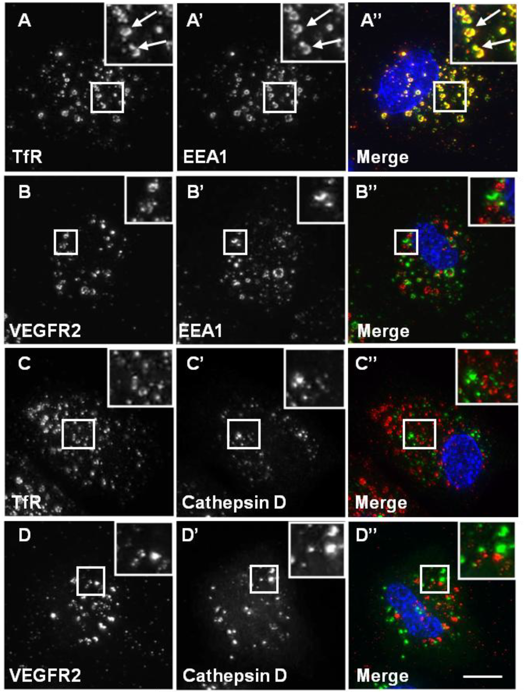 Cells 03 00363 g005 1024