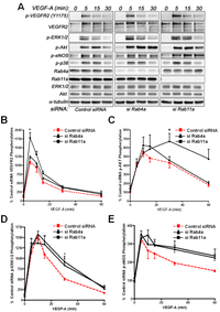 Cells 03 00363 g006 200