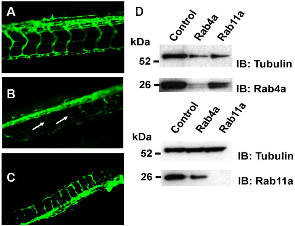 Cells 03 00363 g008 1024
