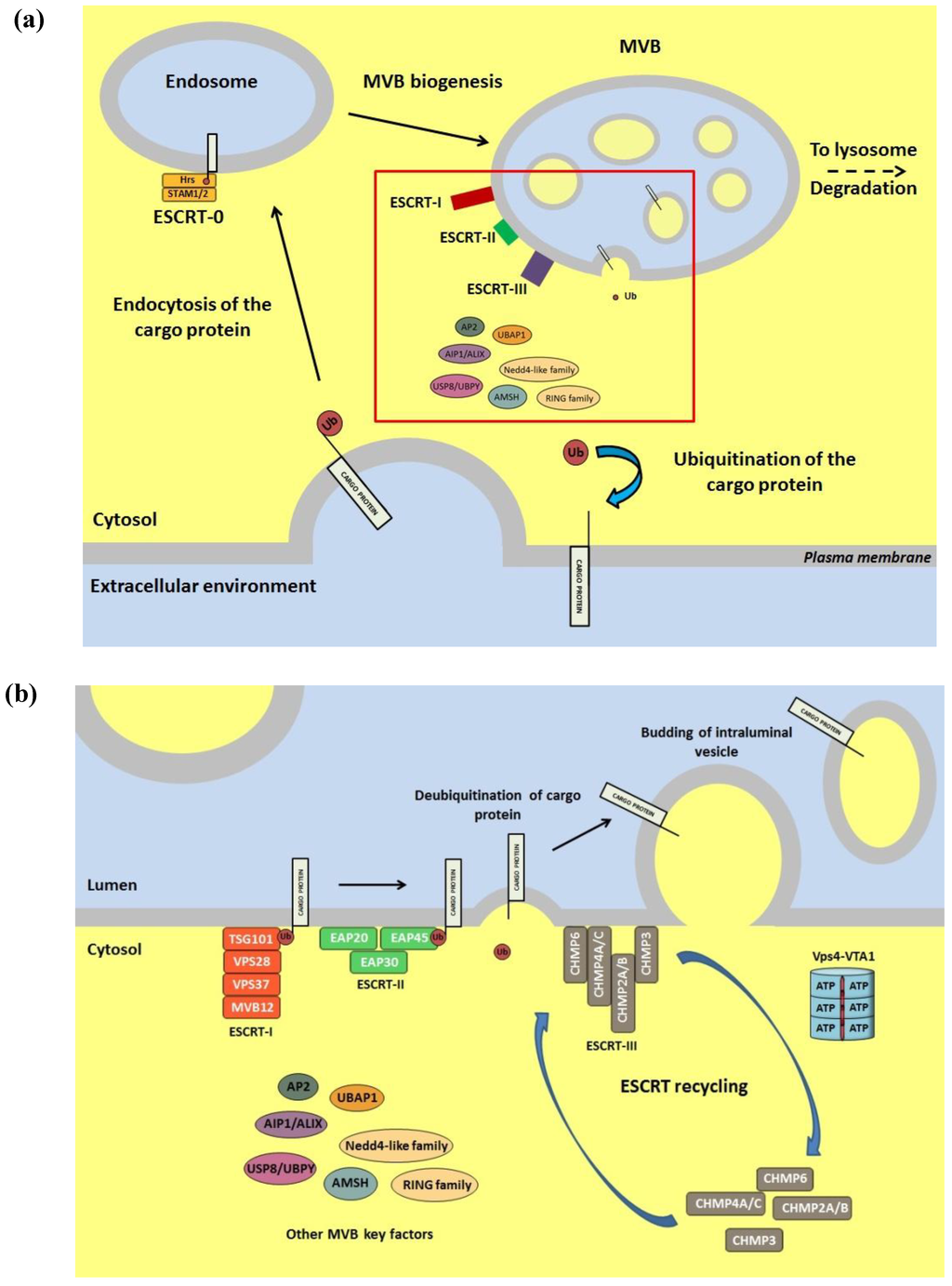 Cells 03 00386 g003 1024