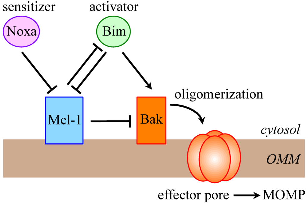 Cells 03 00418 g001 1024