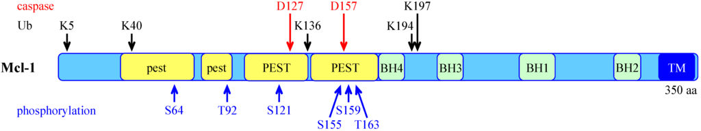 Cells 03 00418 g002 1024