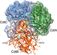 Cells 03 00476 g001 200