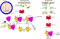 Cells 03 00476 g003 200