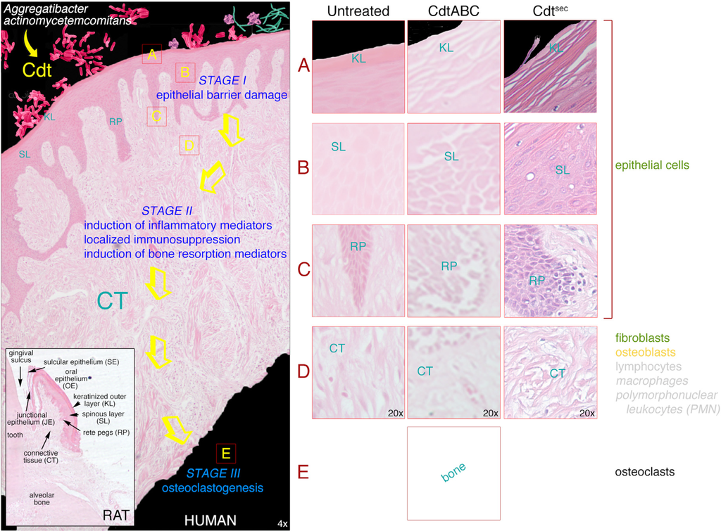 Cells 03 00476 g004 1024