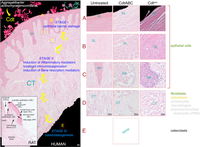Cells 03 00476 g004 200