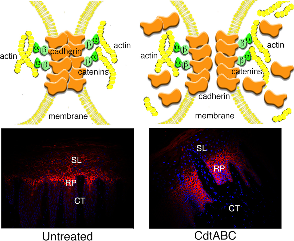 Cells 03 00476 g005 1024