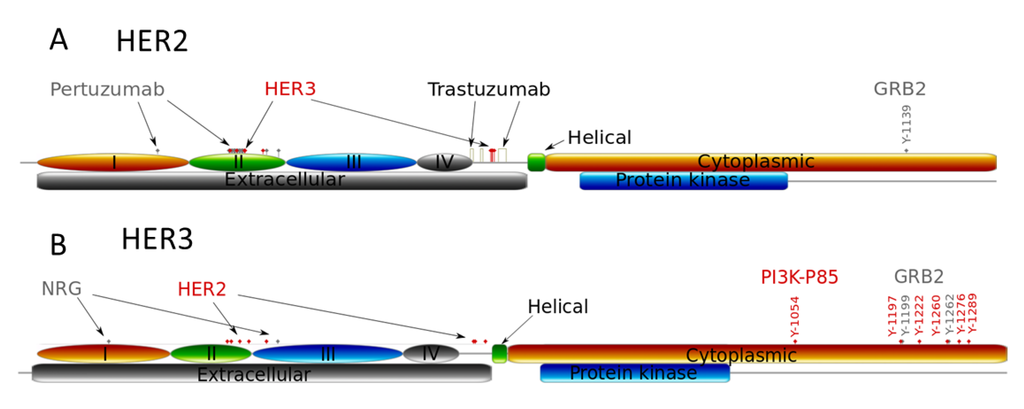 Cells 03 00563 g003 1024
