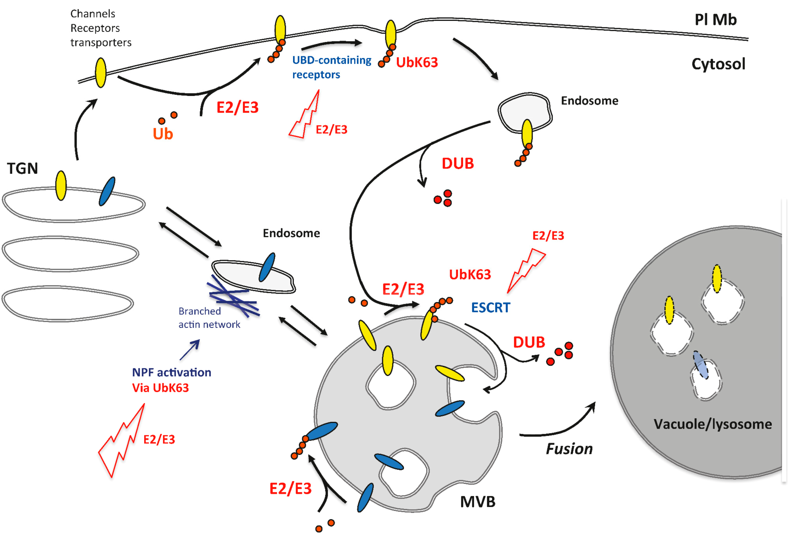 The Ubiquitin System: Functional Complexity and Semiosis joined ... Biology Diagrams