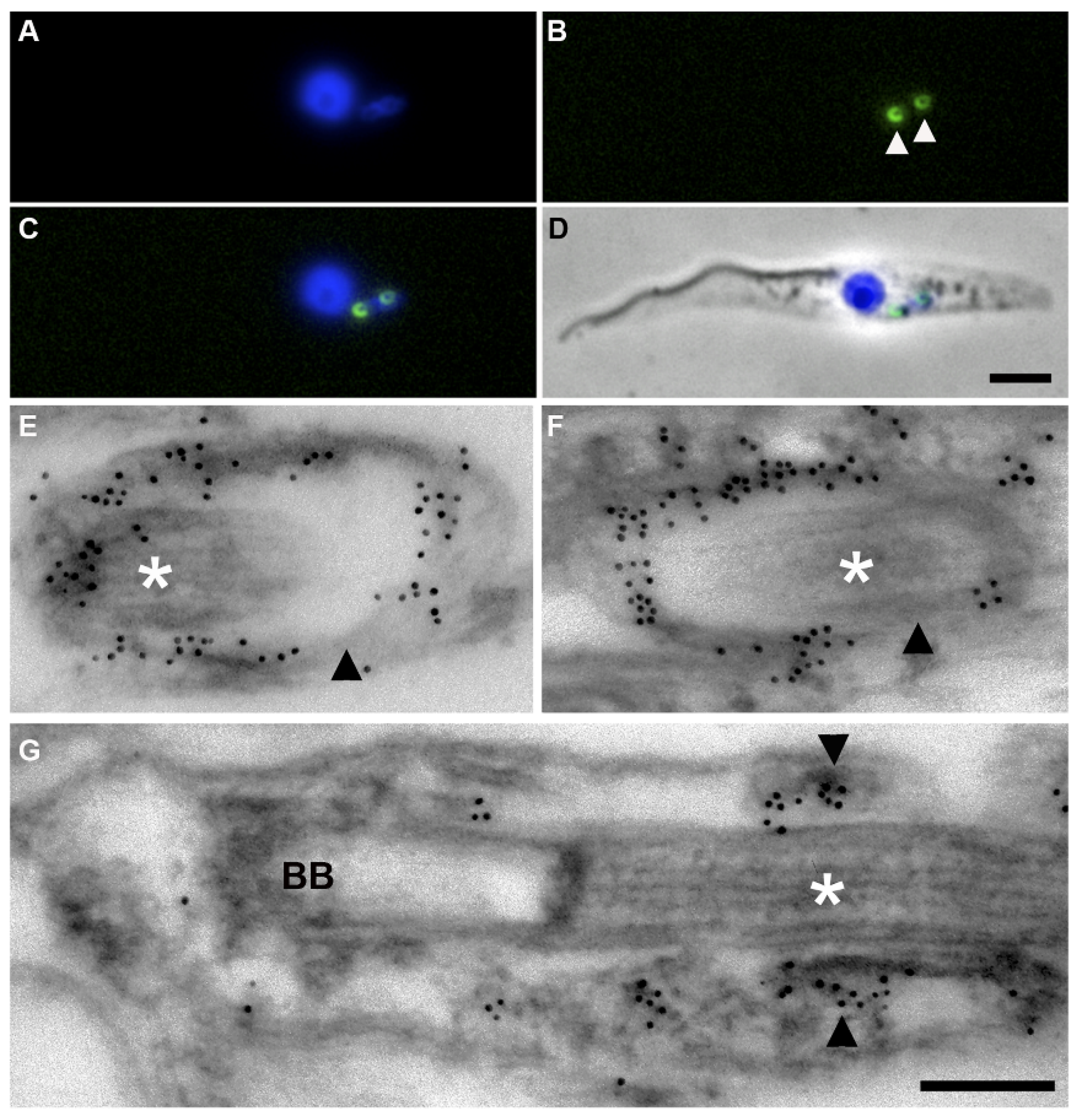 Cells Free FullText The Trypanosome Flagellar Pocket Collar and
