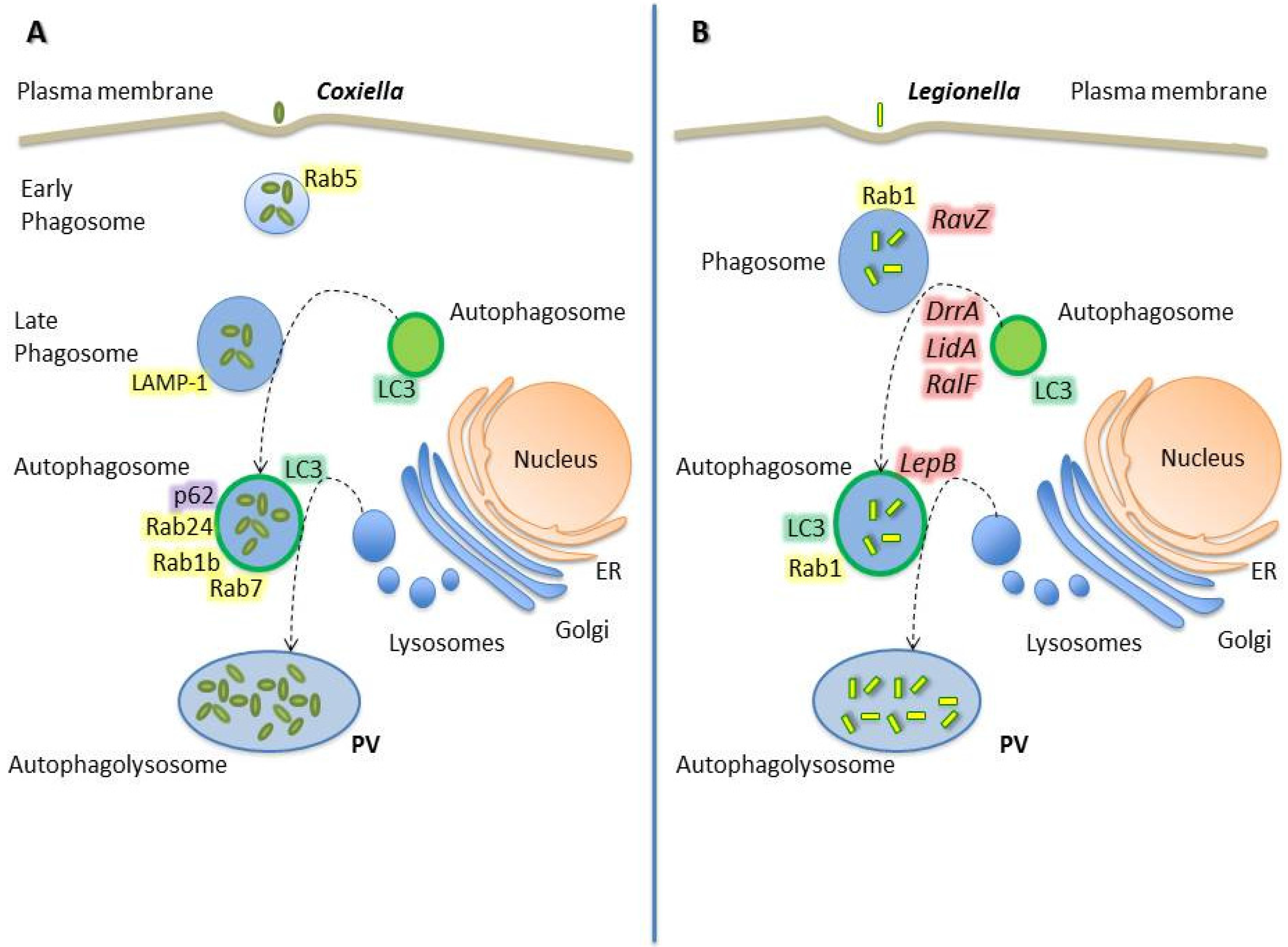 Cells | Free Full-Text | Rab GTPases and the Autophagy Pathway