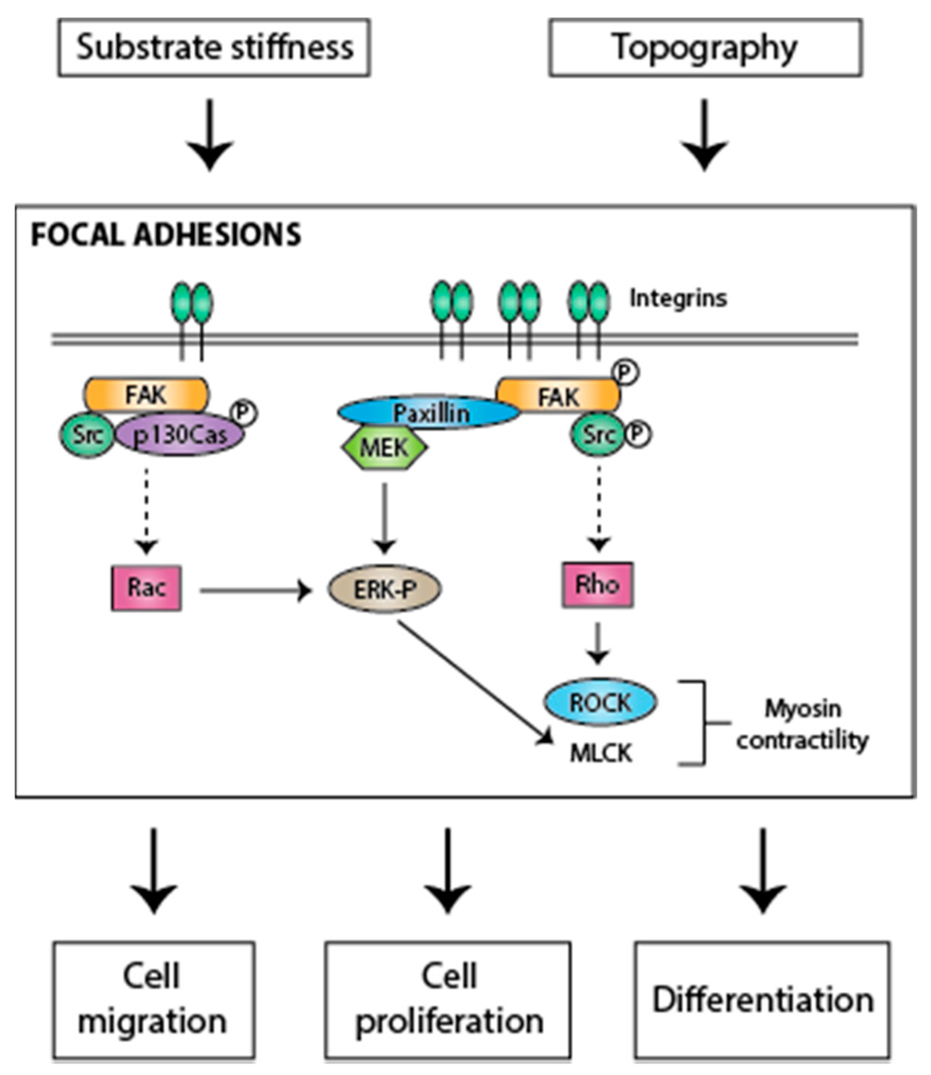 stem cell position Embryonic stem cell research stem cell research stem cells are believed to have the ability to divide without limit and to give rise to specialized cells. stem cell position Embryonic stem cell research stem cell research stem cells are believed to have the ability to divide without limit and to give rise to specialized cells.