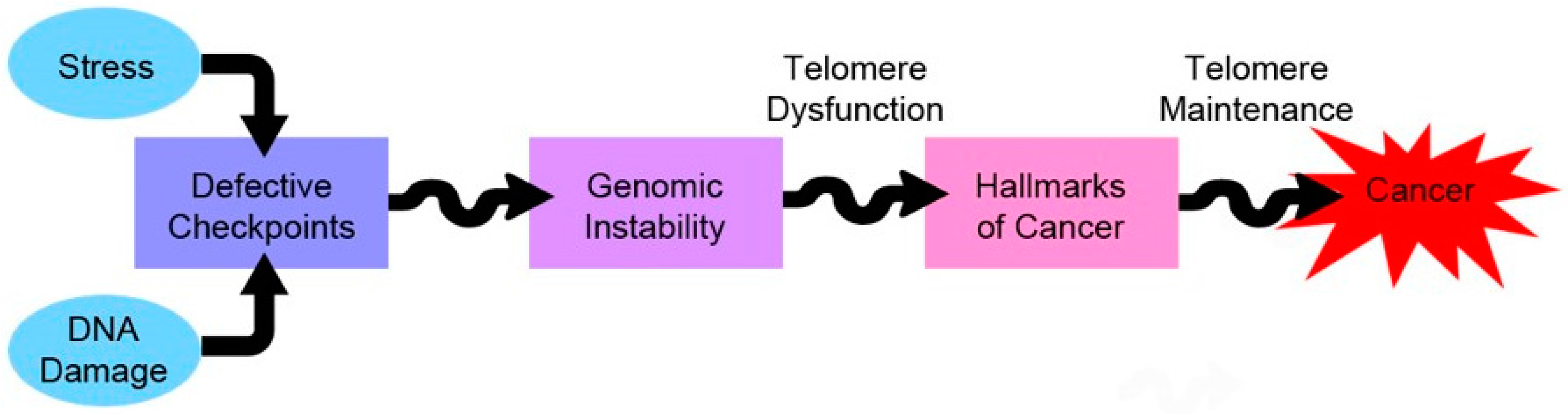 Cells 06 00015 g003