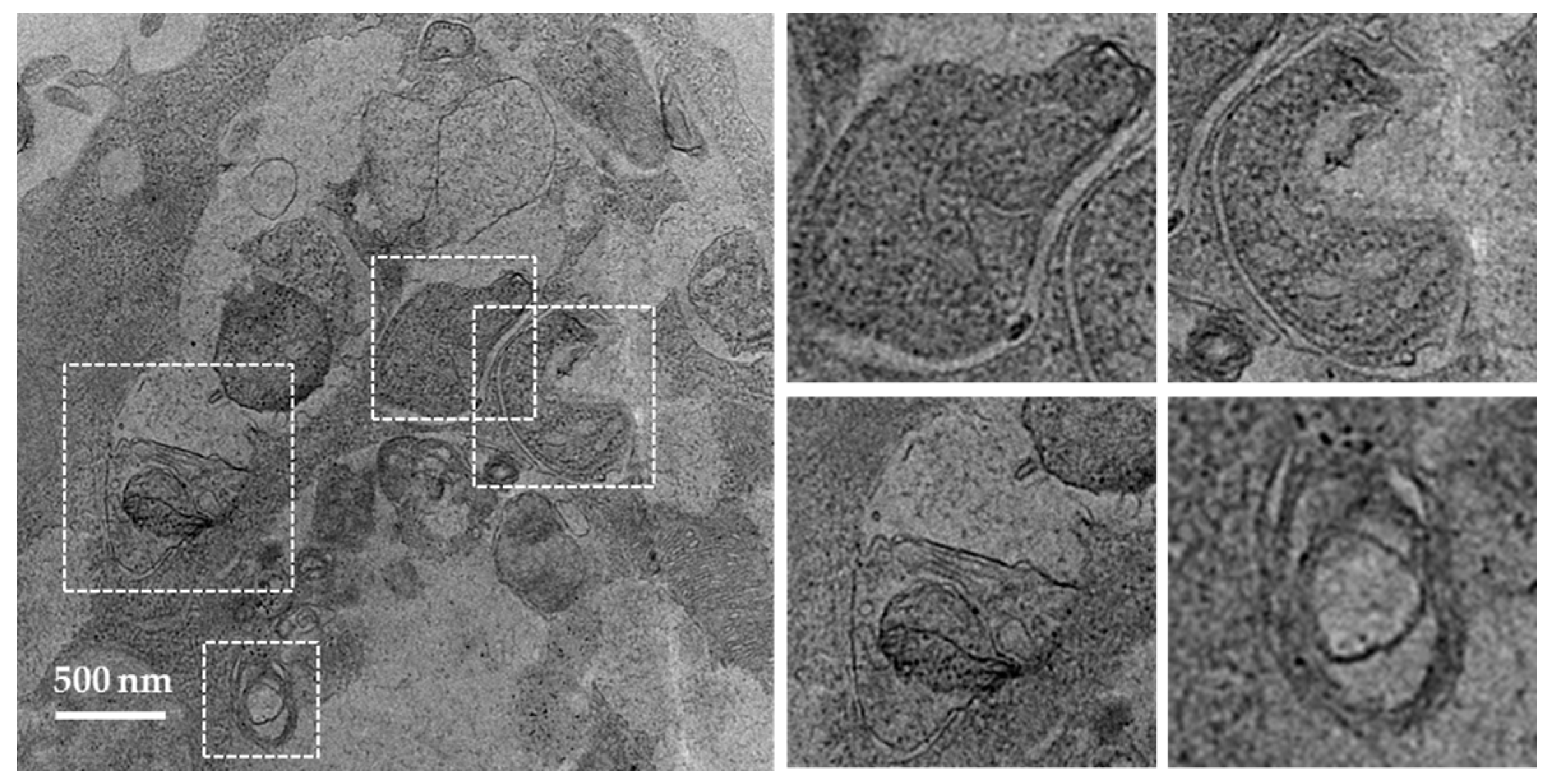 Cells 06 00016 g003