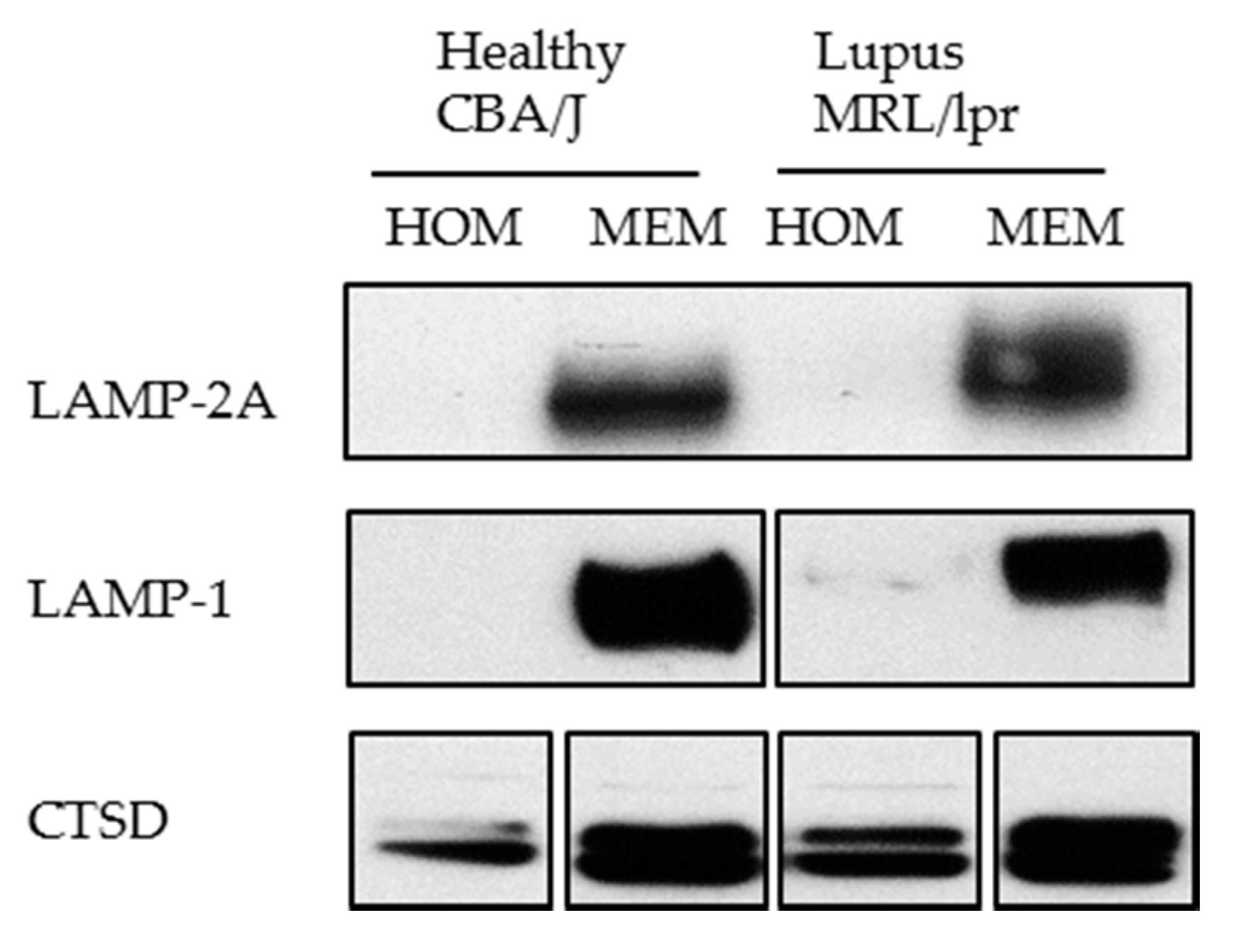 Cells 06 00016 g006