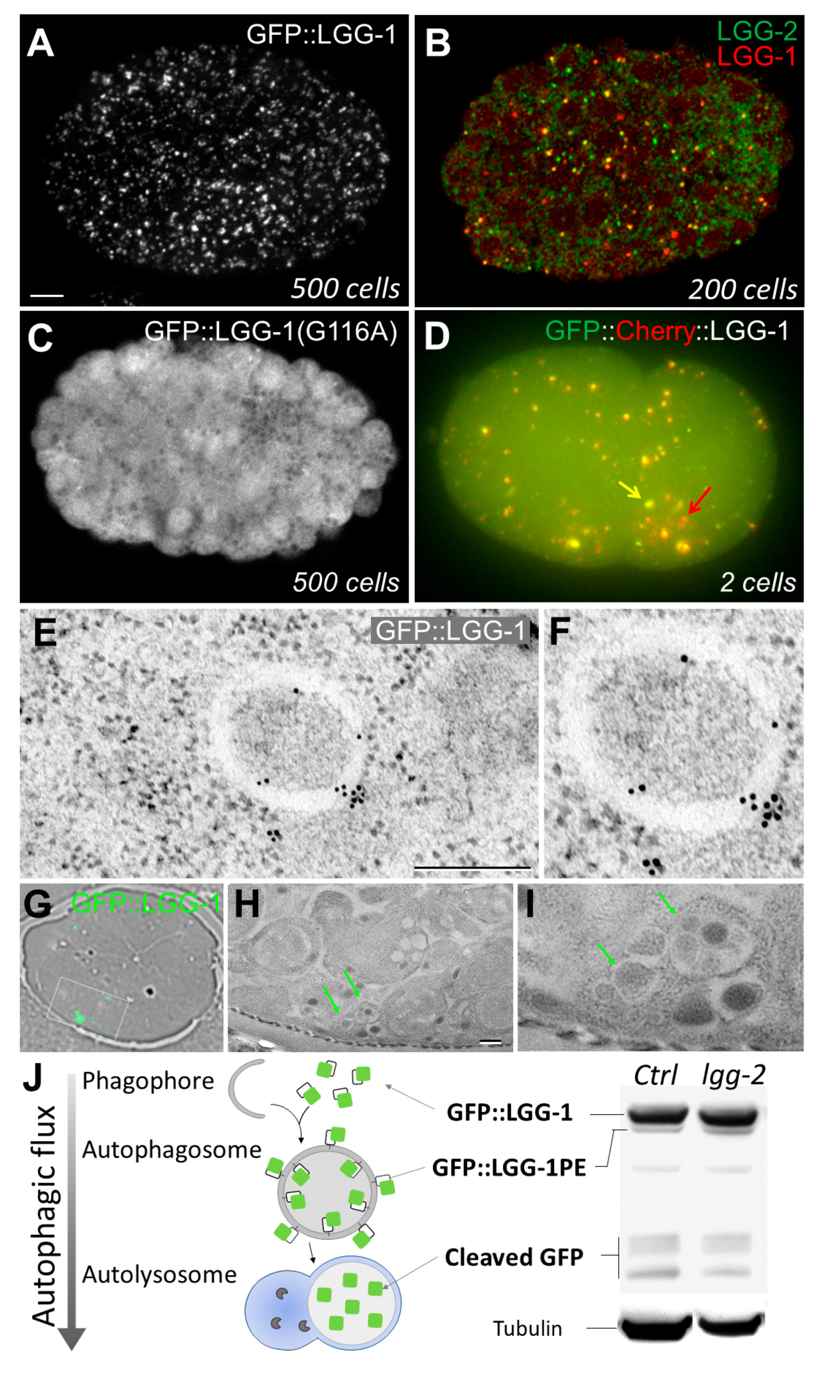 Cells 06 00027 g001