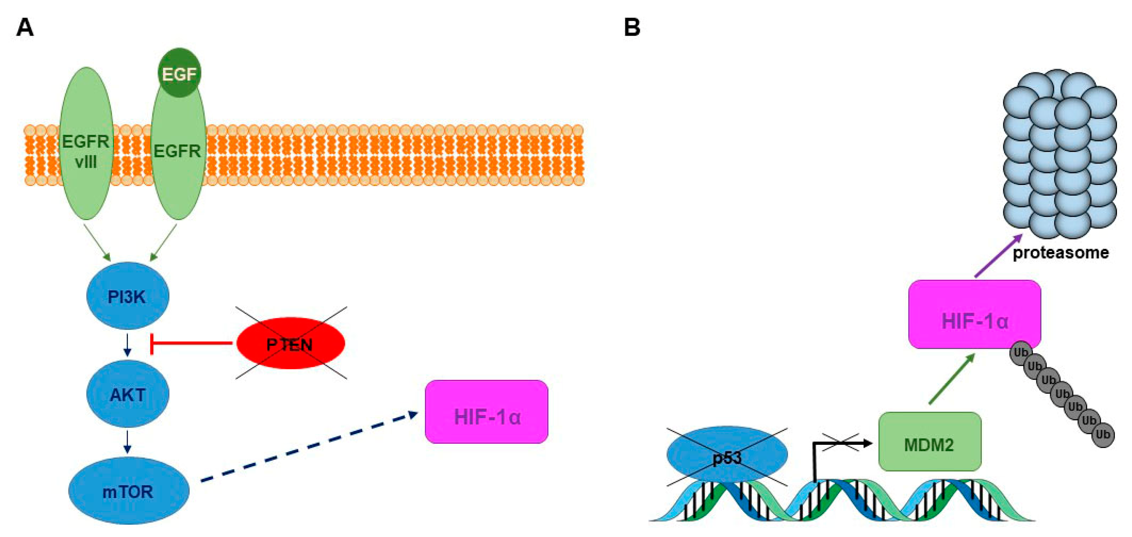 Cells 06 00045 g002