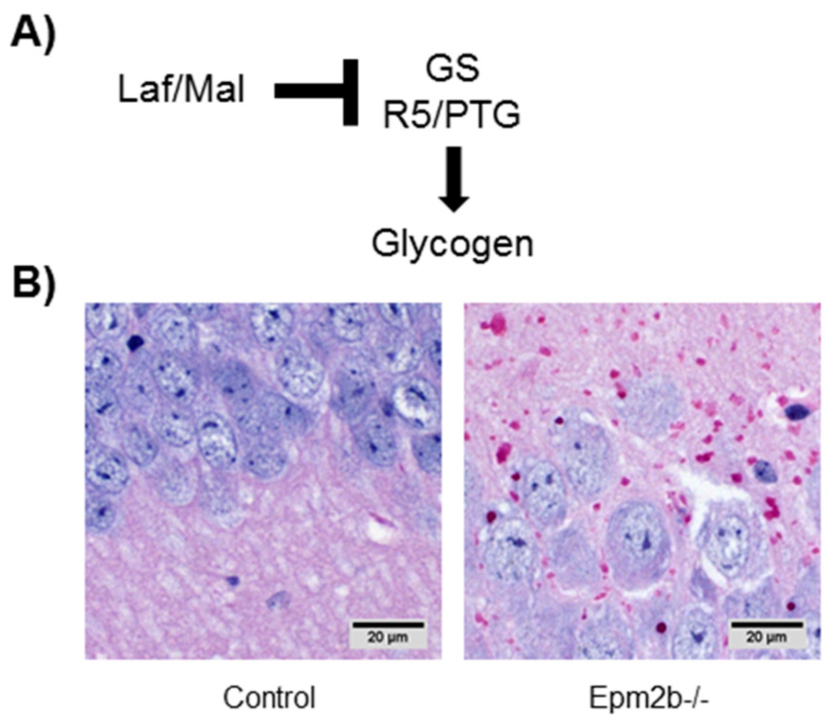 Cells 07 00087 g004