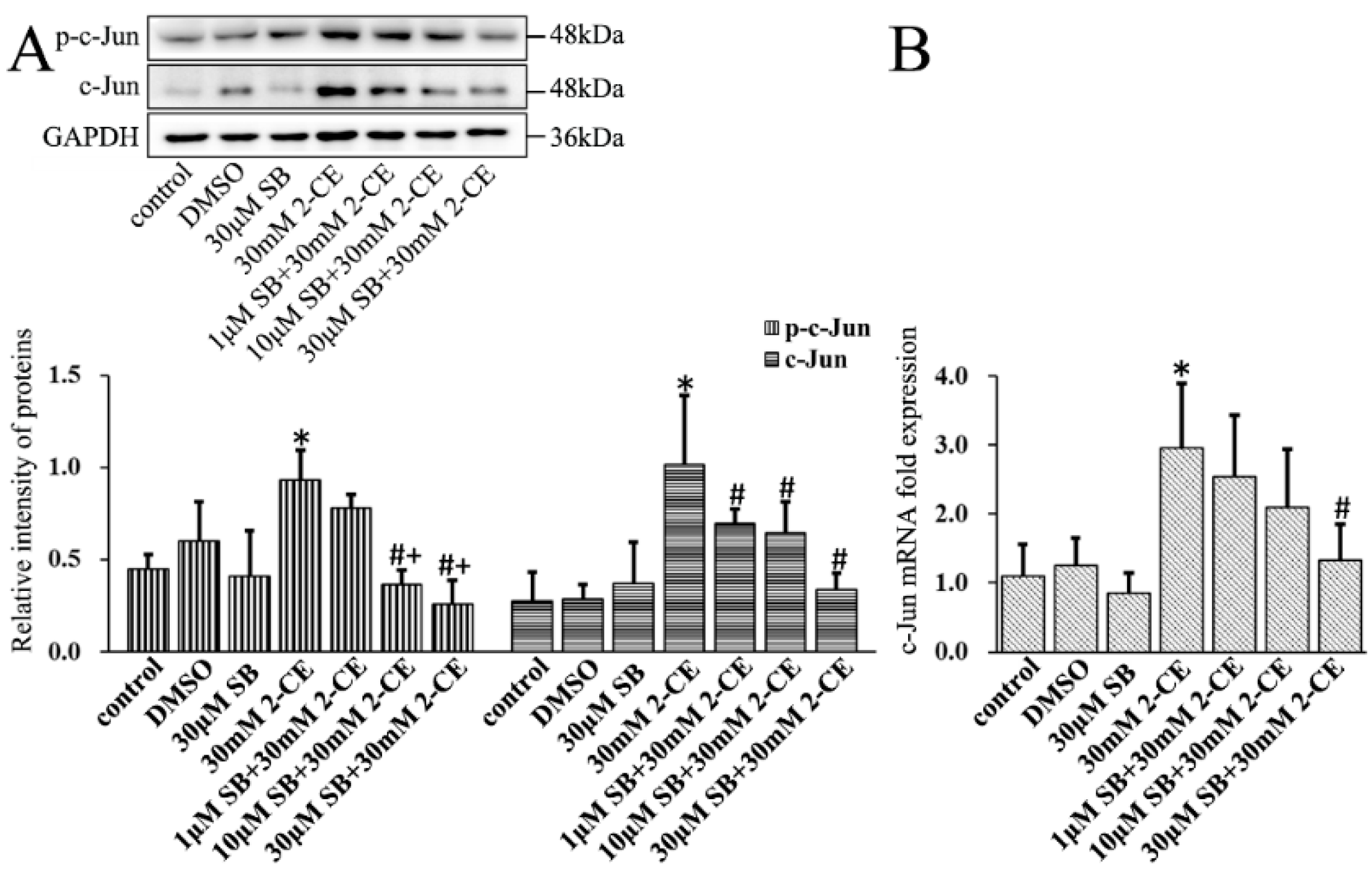 Cells 07 00096 g008