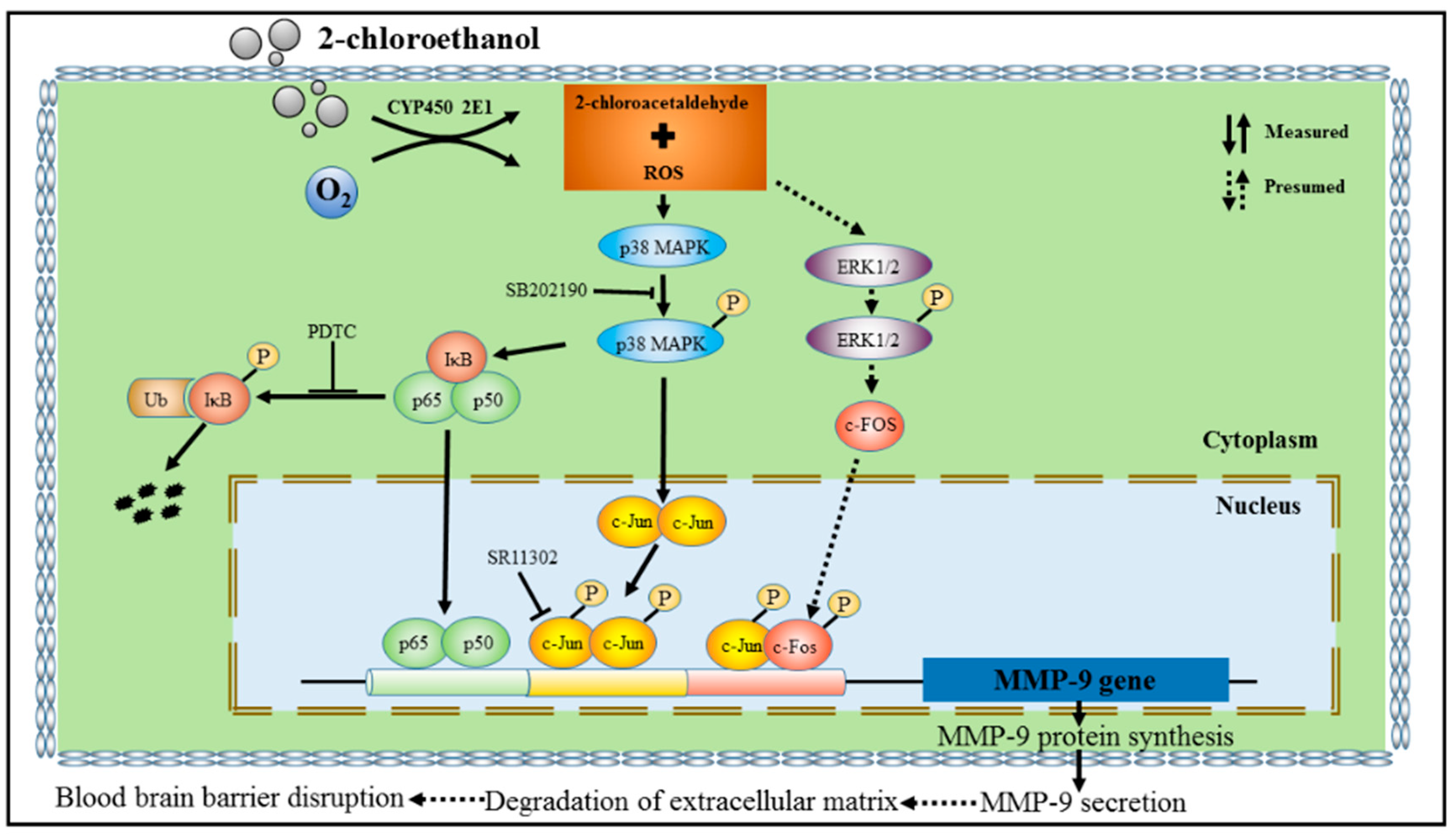 Cells 07 00096 g009