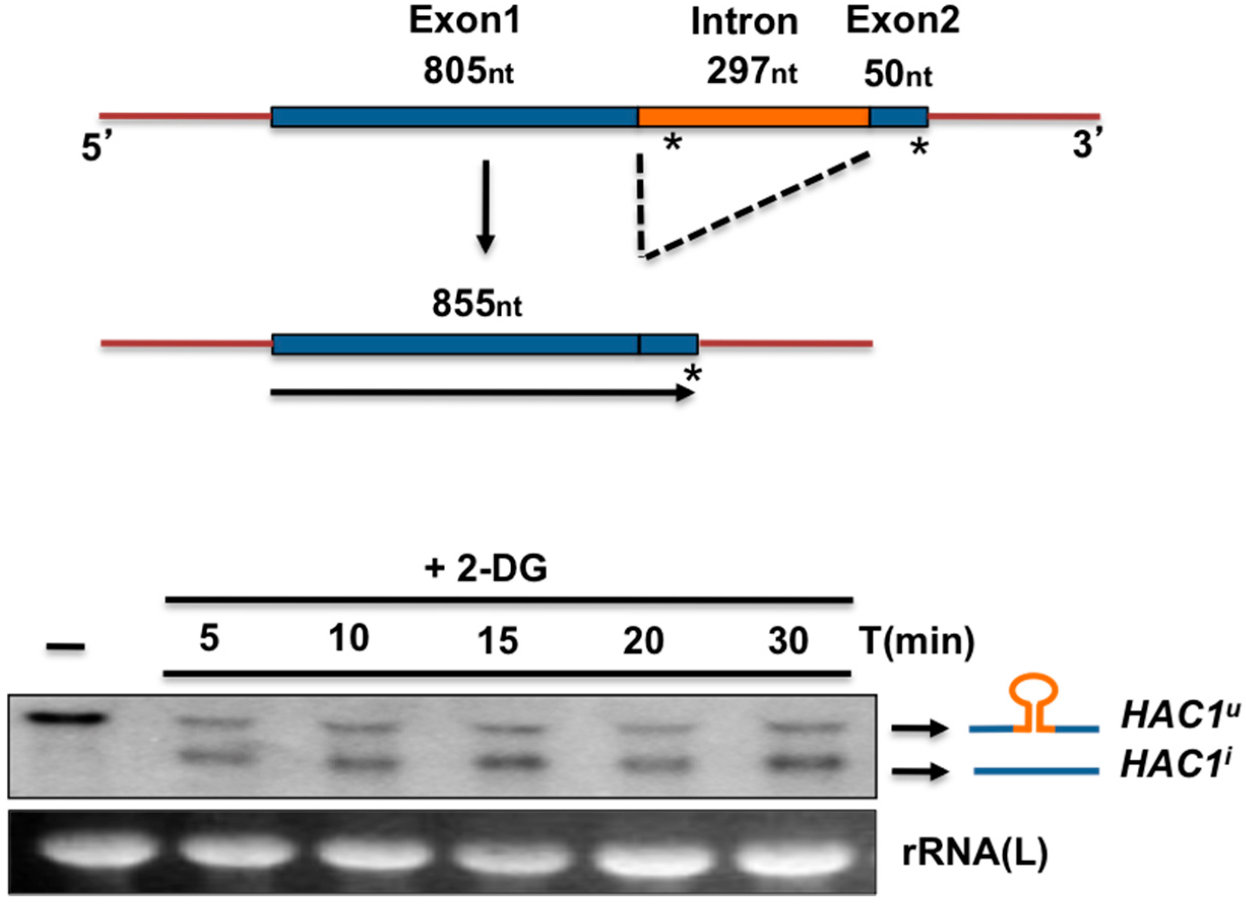 Cells 07 00106 g005