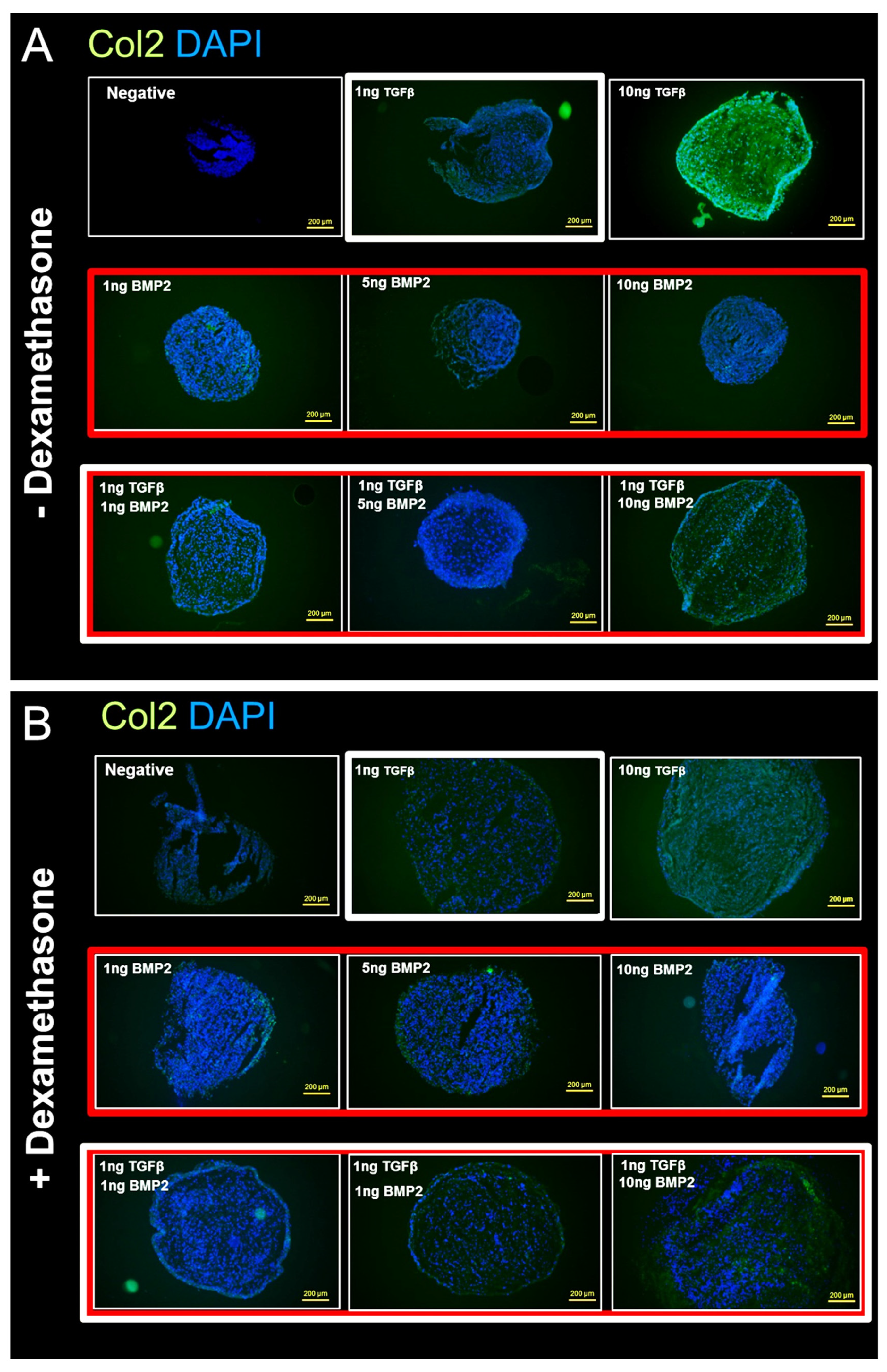 Cells 08 00636 g007 Cells 08 00636 g007