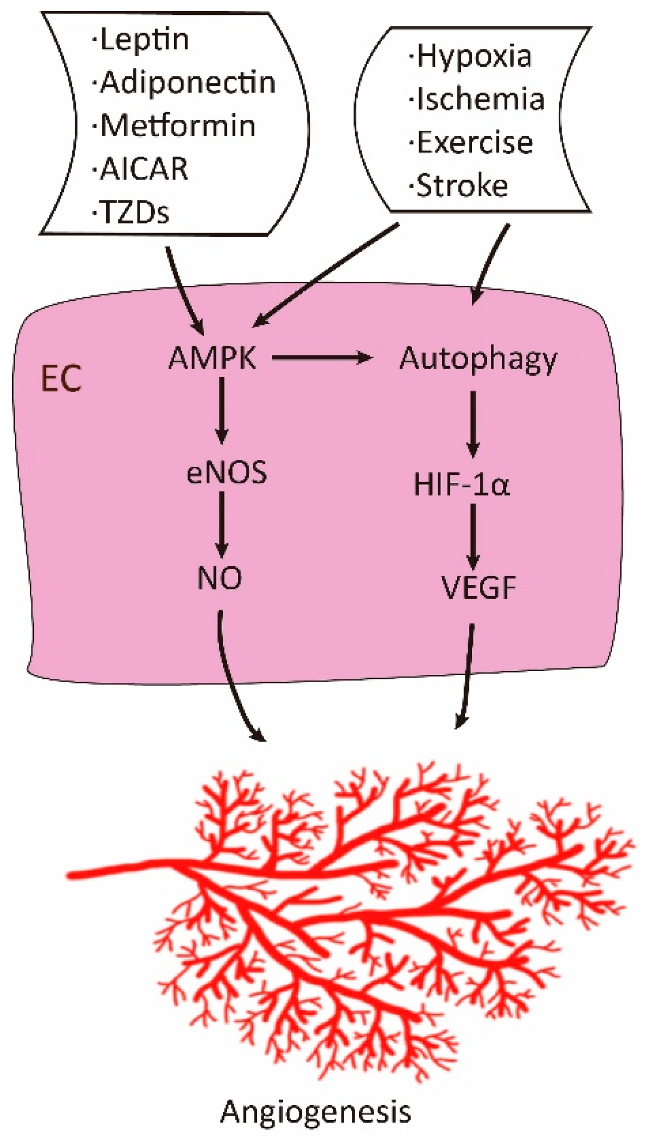 Cells 08 00752 g002 Cells 08 00752 g002