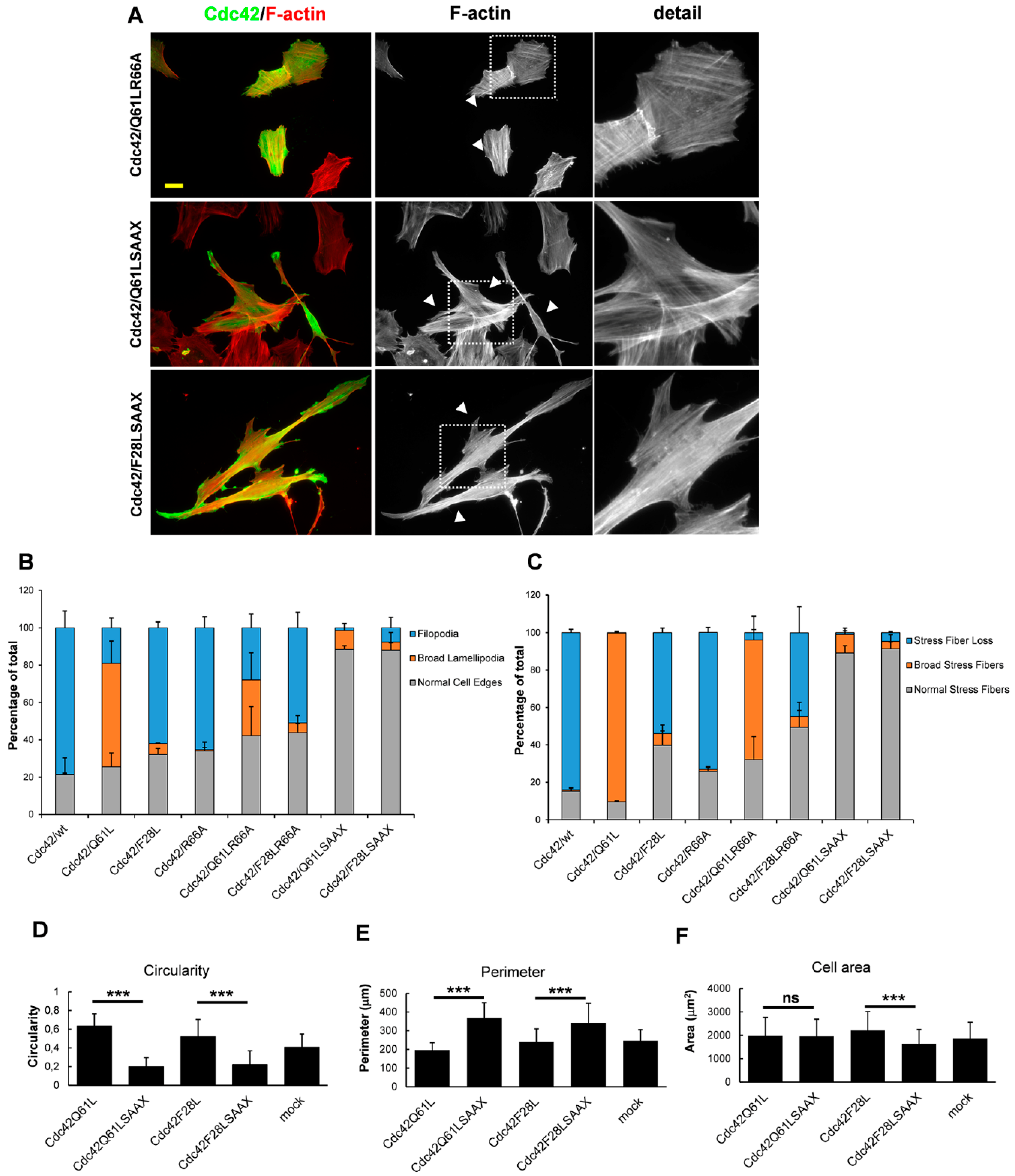 Cells 08 00759 g003 Cells 08 00759 g003