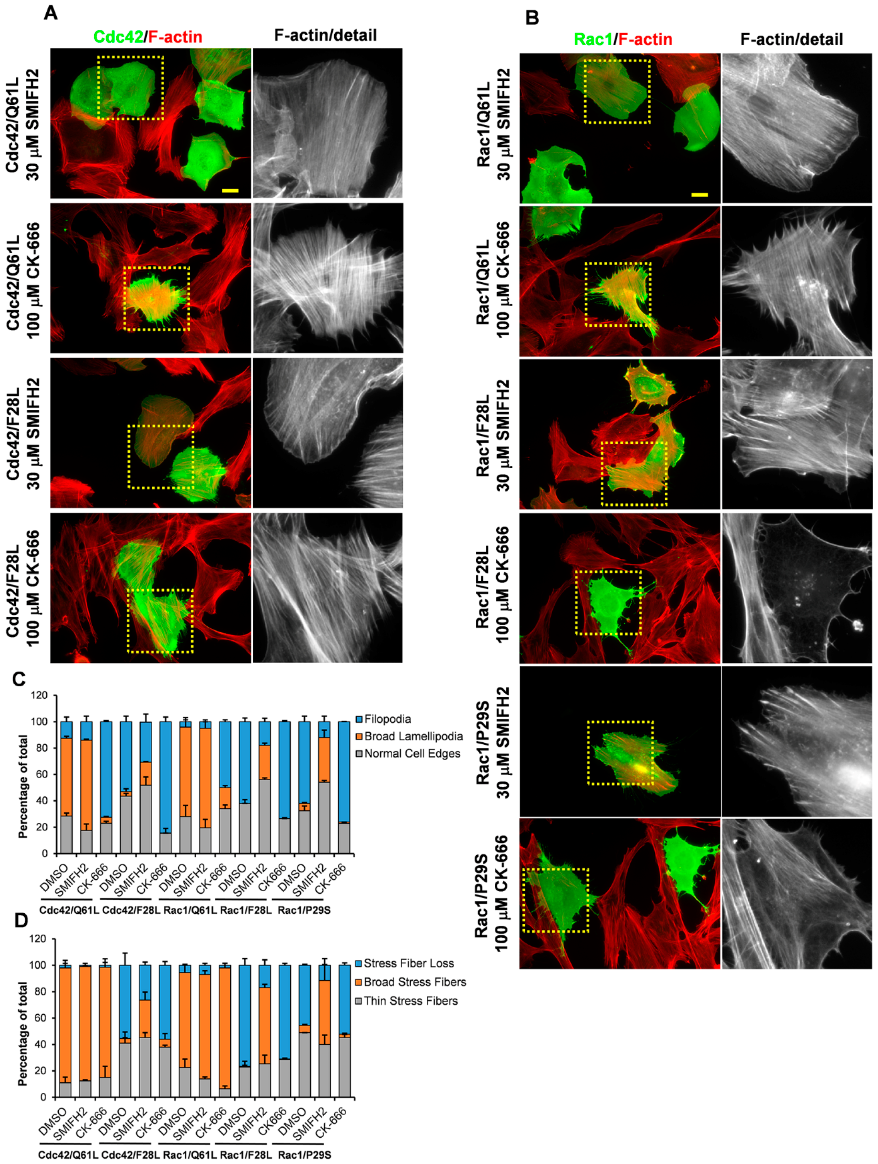 Cells 08 00759 g005 Cells 08 00759 g005
